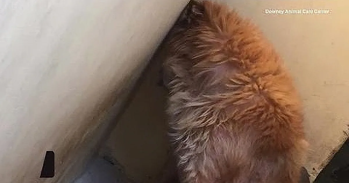 This Poor Dog With Skin Condition Stares at Walls at Shelter. What Can Lift His Spirits?