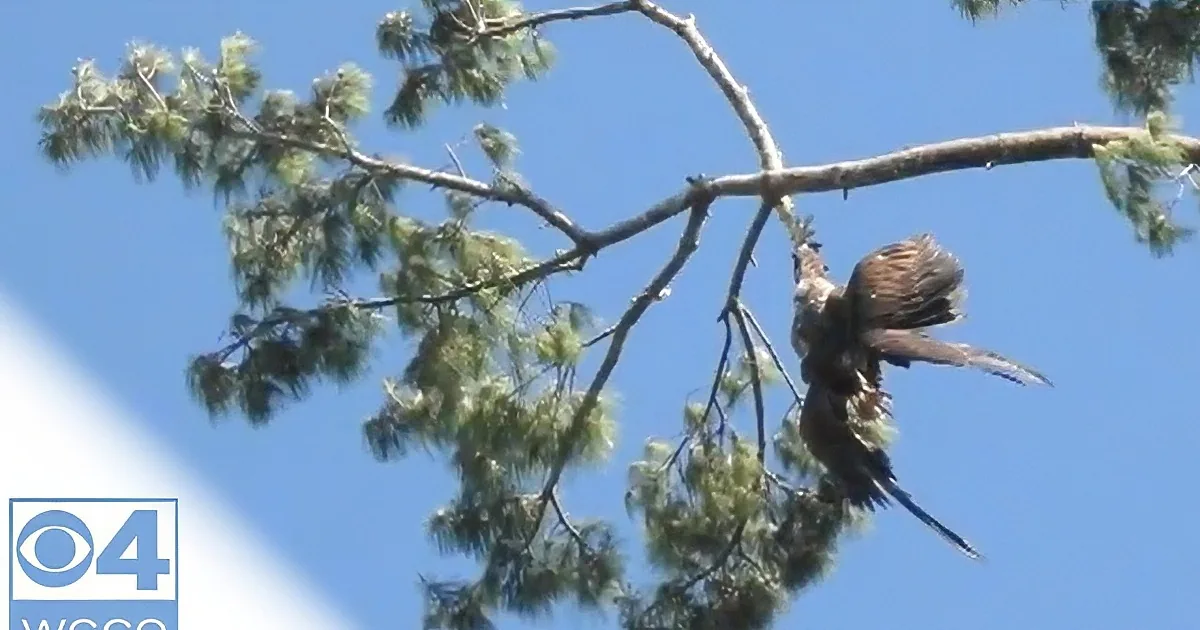 Eagle Stuck High in Tree. This Army Vet Did an Amazing Thing to Rescue the Bird.