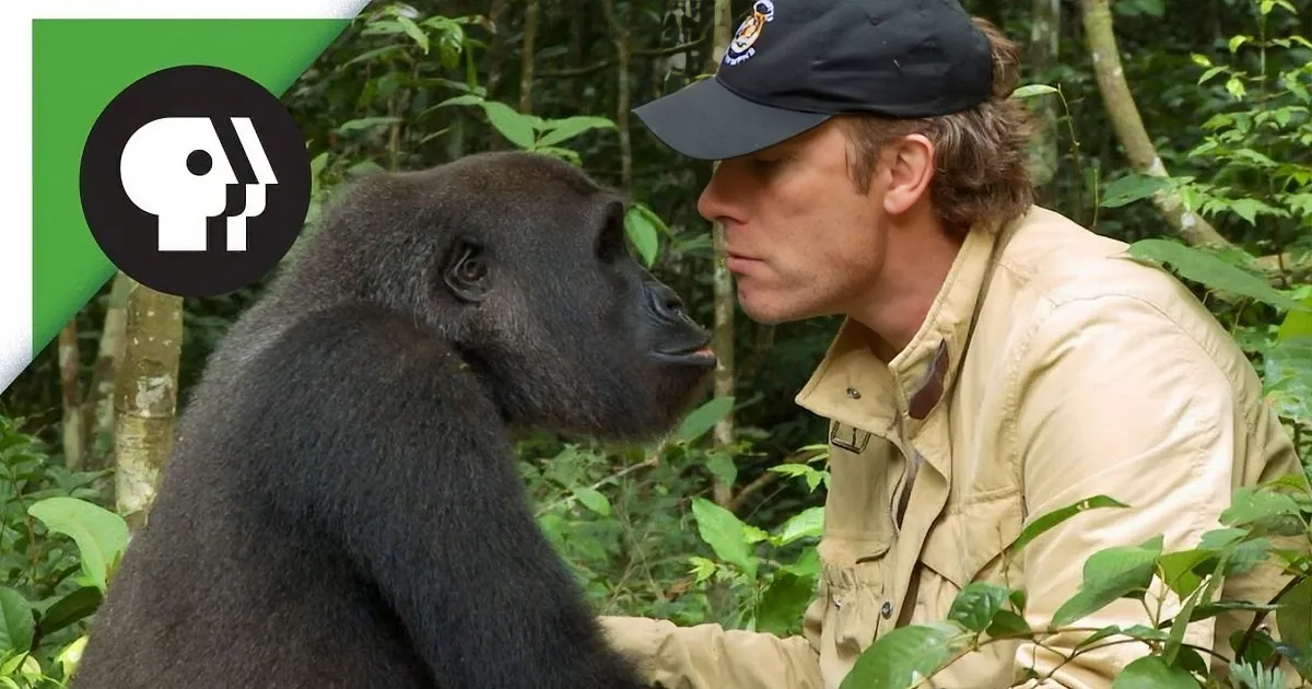 Man Reunites With Gorilla He Freed Five Years Before. Wow... I Got so Many Chills Here.