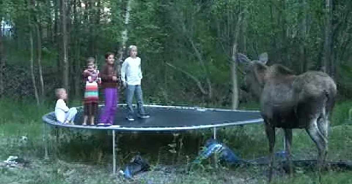 Four Children Jumping on Backyard Trampoline Get Quite a Large Visitor. Yikes!