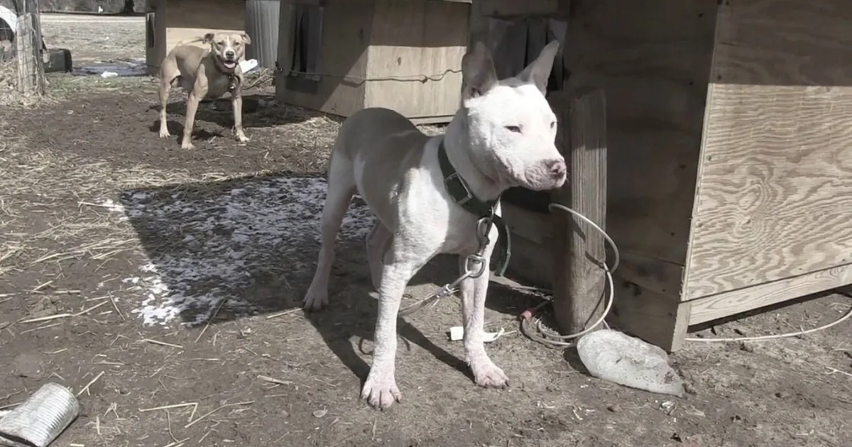 Peta Finds Pit Bull Chained in Breeder''s Trash-Strewn Yard. the Ending Is so Amazing, Though.