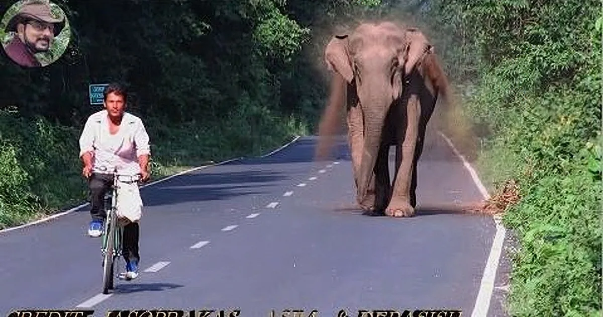 An elephant stands on a road, spraying dust, while a cyclist rides nearby, surrounded by greenery.
