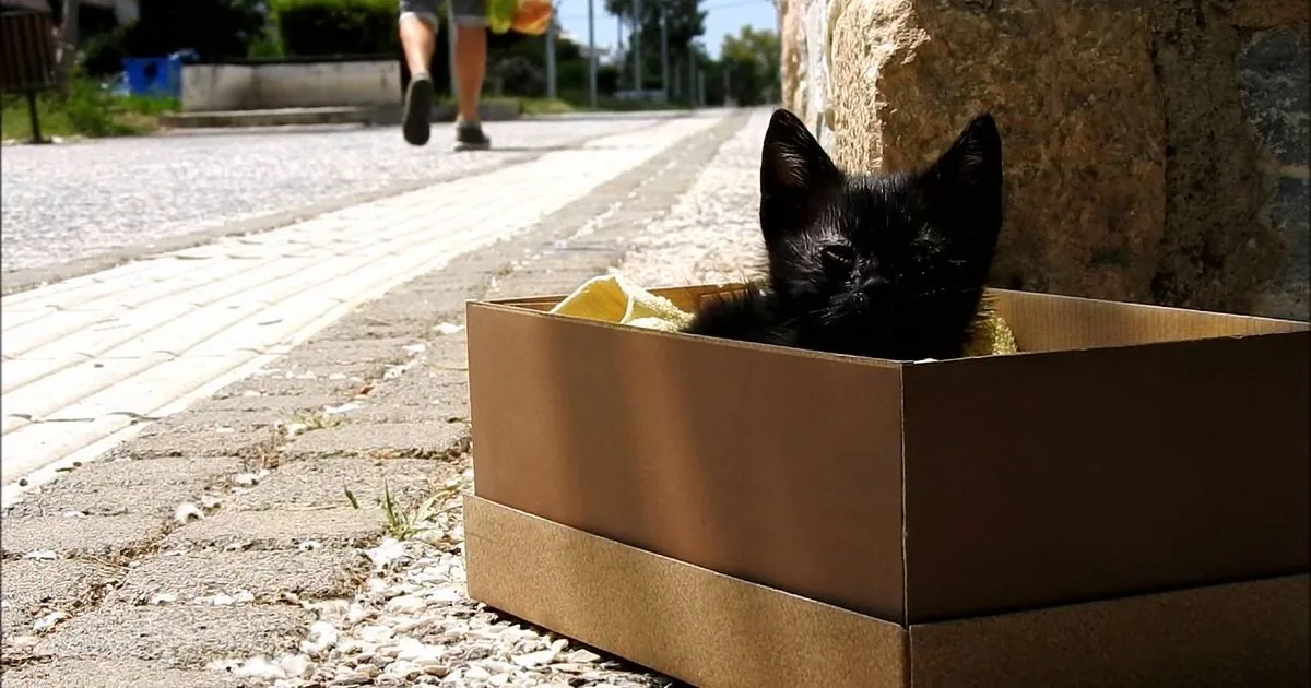 Kitten Sits in Shoebox on Curb. I Was Shocked at the Reaction of the People Walking By.