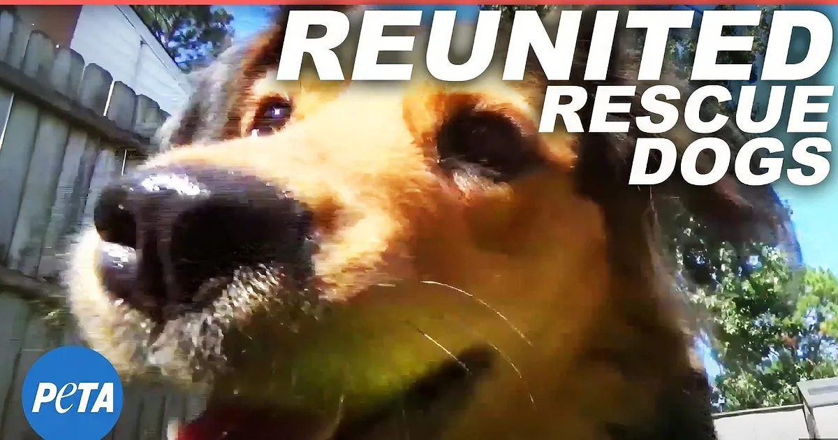 Two Brother Dogs Meet up Again After a Year Apart. Their Reaction Is Fascinating.