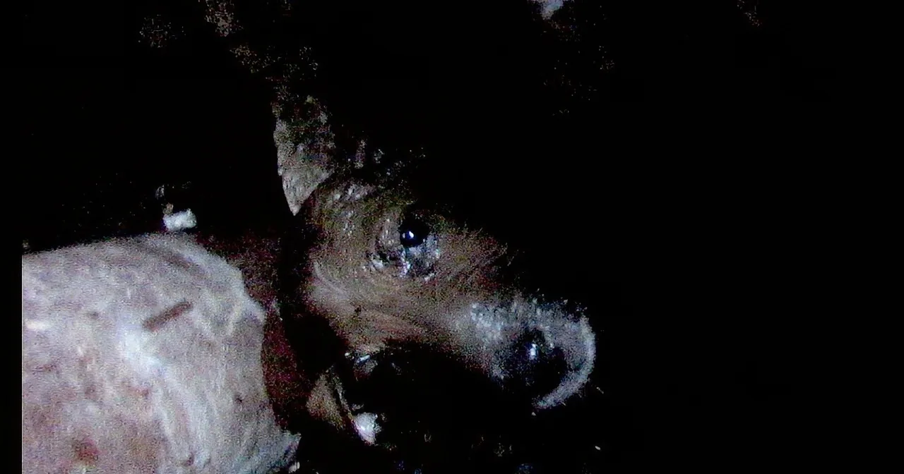 Rescuers Come to House and Hear Strange Noises. They Come From the Weirdest Place!