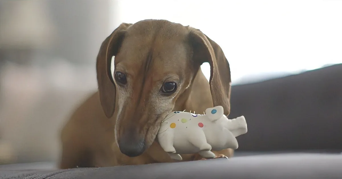 A brown dog with floppy ears is holding a white stuffed toy in its mouth.