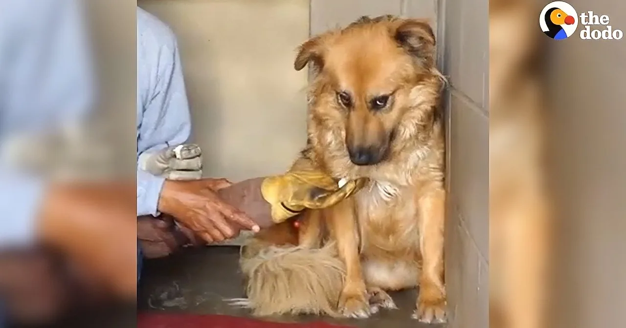 Stray Dog Finds It Hard to Trust People. Her Turnaround Is so Remarkable to Watch .
