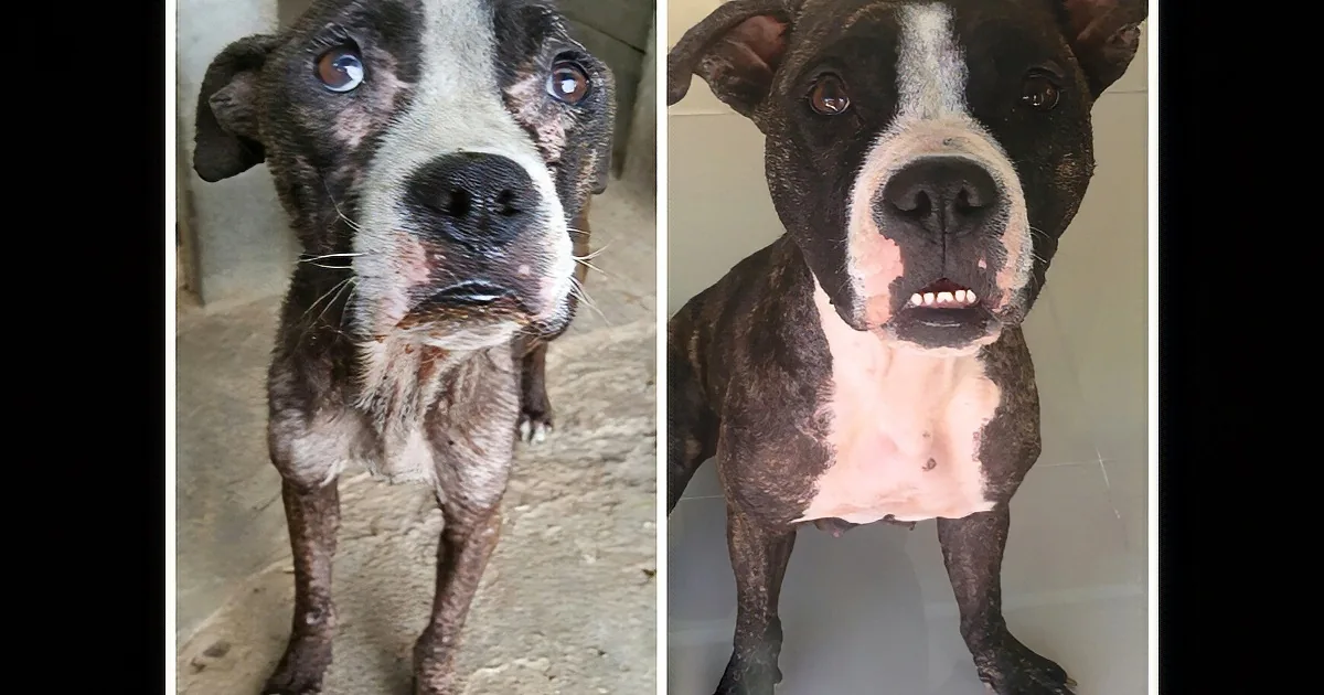 They Found This Pit Bull in a Shelter, Abandoned. Wait Until You See Her Now... Wow!