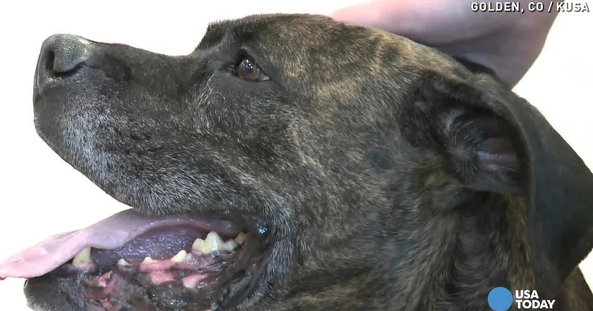 A close-up of a dog with its mouth open, showing teeth and tongue, being petted on the head.