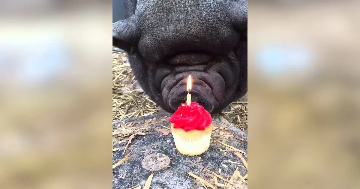 Man Puts out Cupcake With Candle in It. You'll Never Guess Who It's For...
