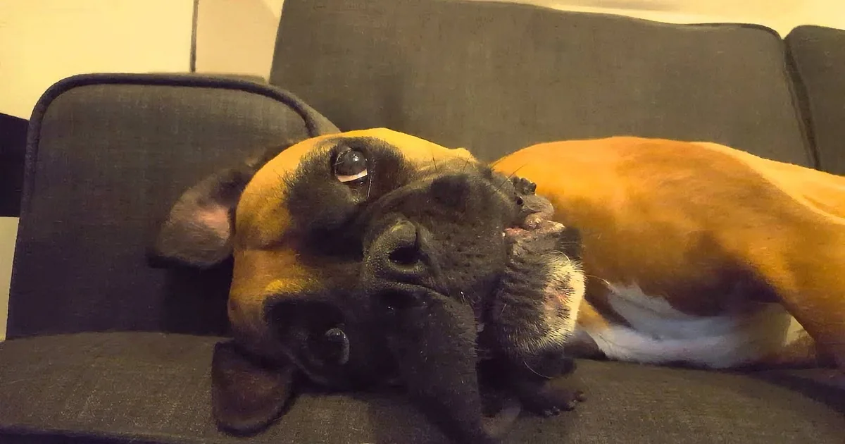 A French Bulldog with a yellow and black coat is lying on a dark green couch, looking up with a relaxed expression.