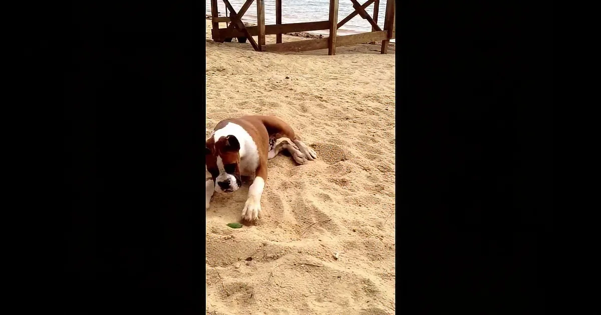 This Boxer Puppy Tries a Lime Wedge. His Reaction Had Me Rolling on the Floor.