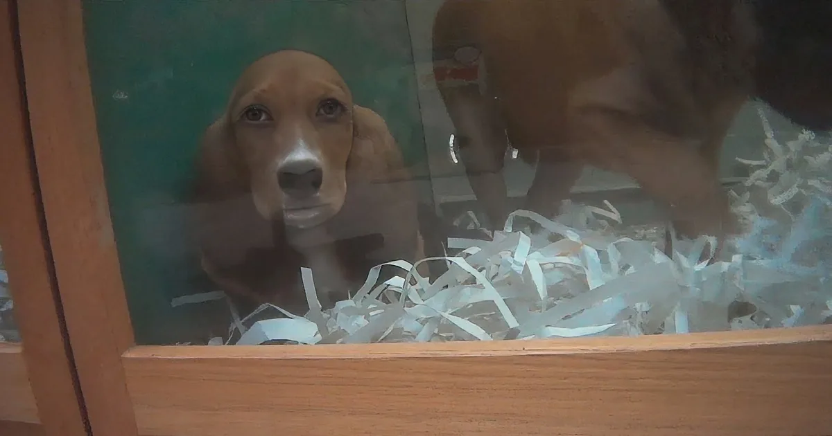 A curious beagle puppy peers through a glass window, surrounded by shredded paper.