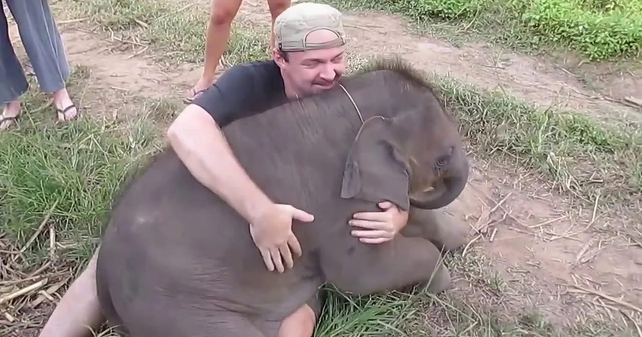 A man is hugging a baby elephant on a grassy path, surrounded by people.