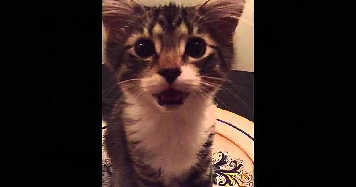 Mommy Finds Kitten Sleeping on Plate. Their ''Conversation'' Is Too Adorable for Words.