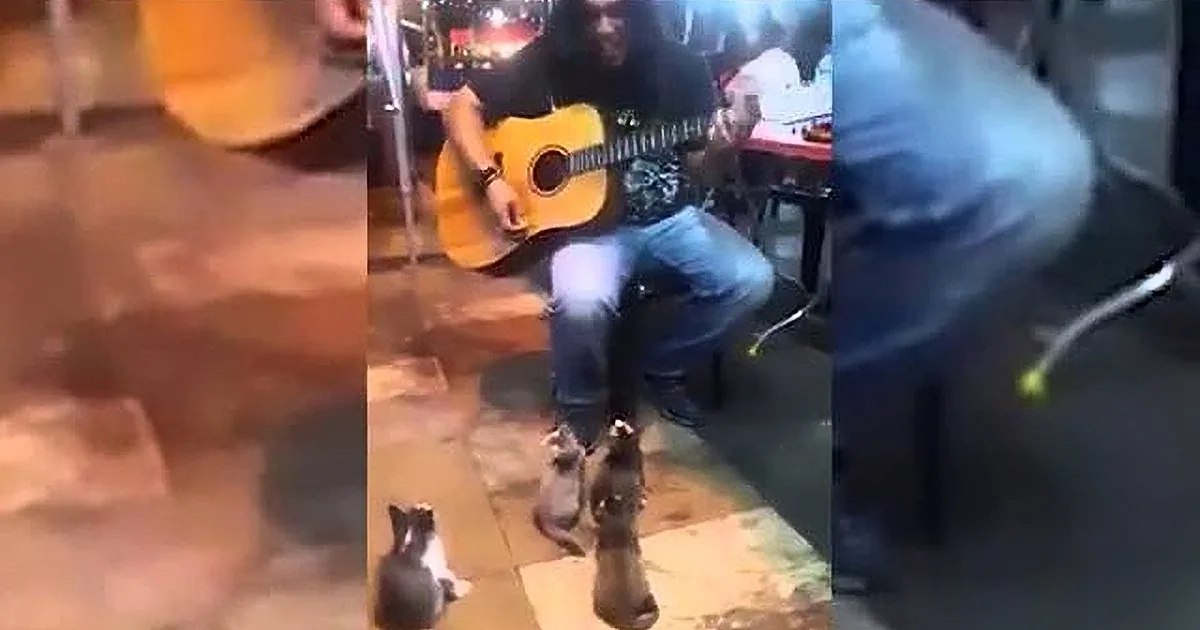 A man plays guitar while a cat and a dog sit attentively in front of him.