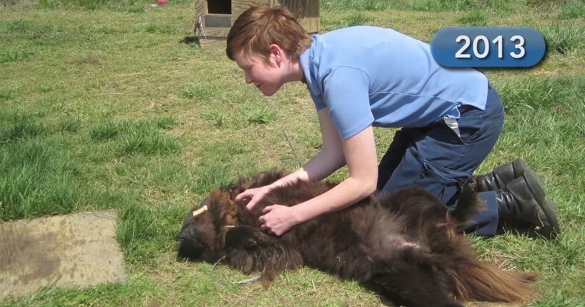 A person in a blue shirt is petting a brown dog lying on the grass.
