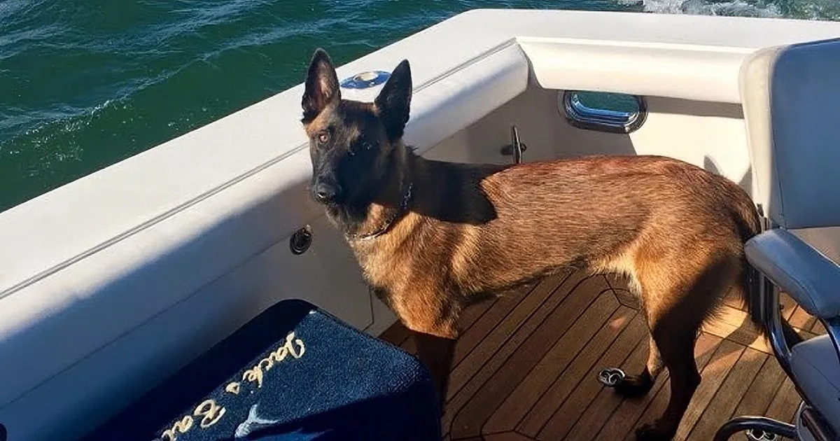 Couple Has Dog Disappear From Boat on Lake Michigan. Wait Until You Hear Her Journey.