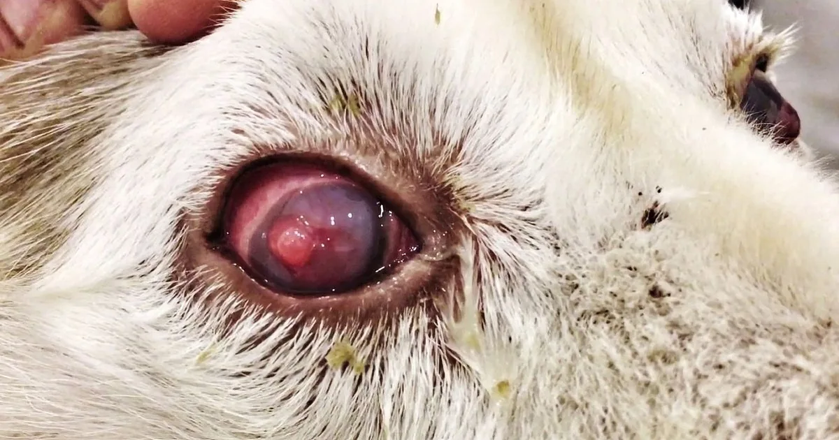 A close-up of a dog's eye with a visible corneal ulcer and discharge.