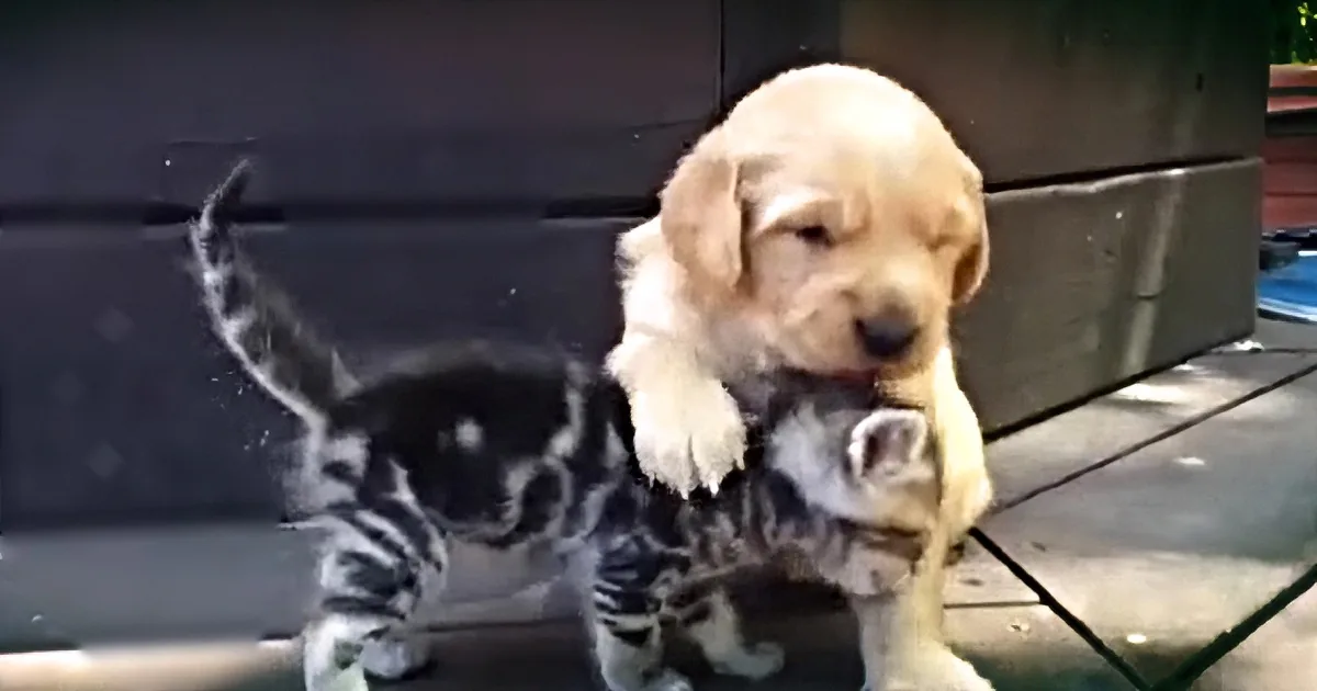 Golden Retriever Puppy Plays With Kitten. I Dare You to Watch This and Not Squeal out Loud