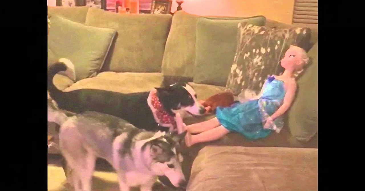 A child in a blue dress sits on a green couch, petting a black and white dog, while a husky dog stands nearby.