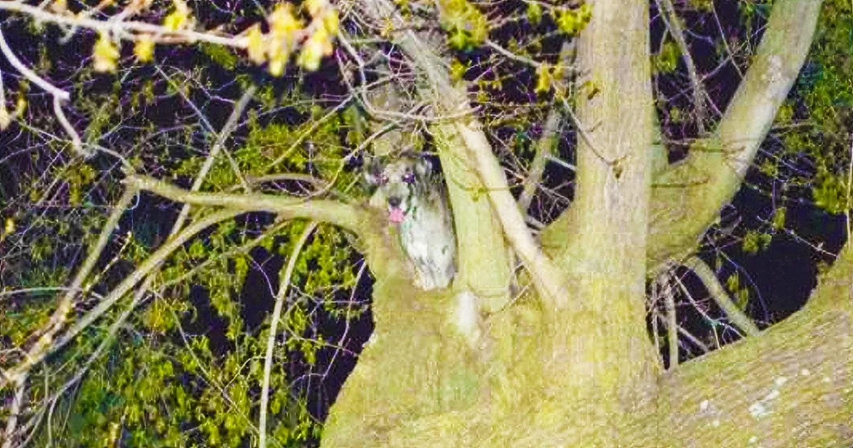 Man Gets Home to Find Great Dane Missing. He Finds Him in the Weirdest Place Ever.