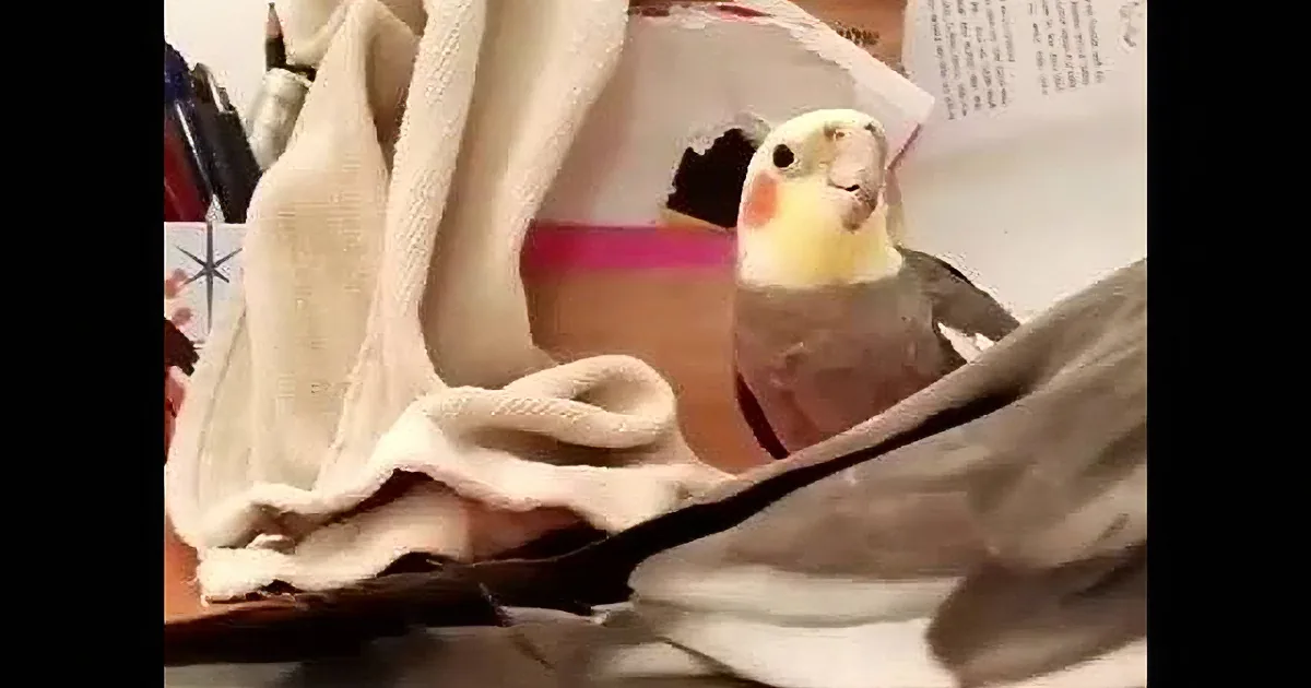 A colorful bird, possibly a cockatoo, is perched on a beige fabric, surrounded by other items.