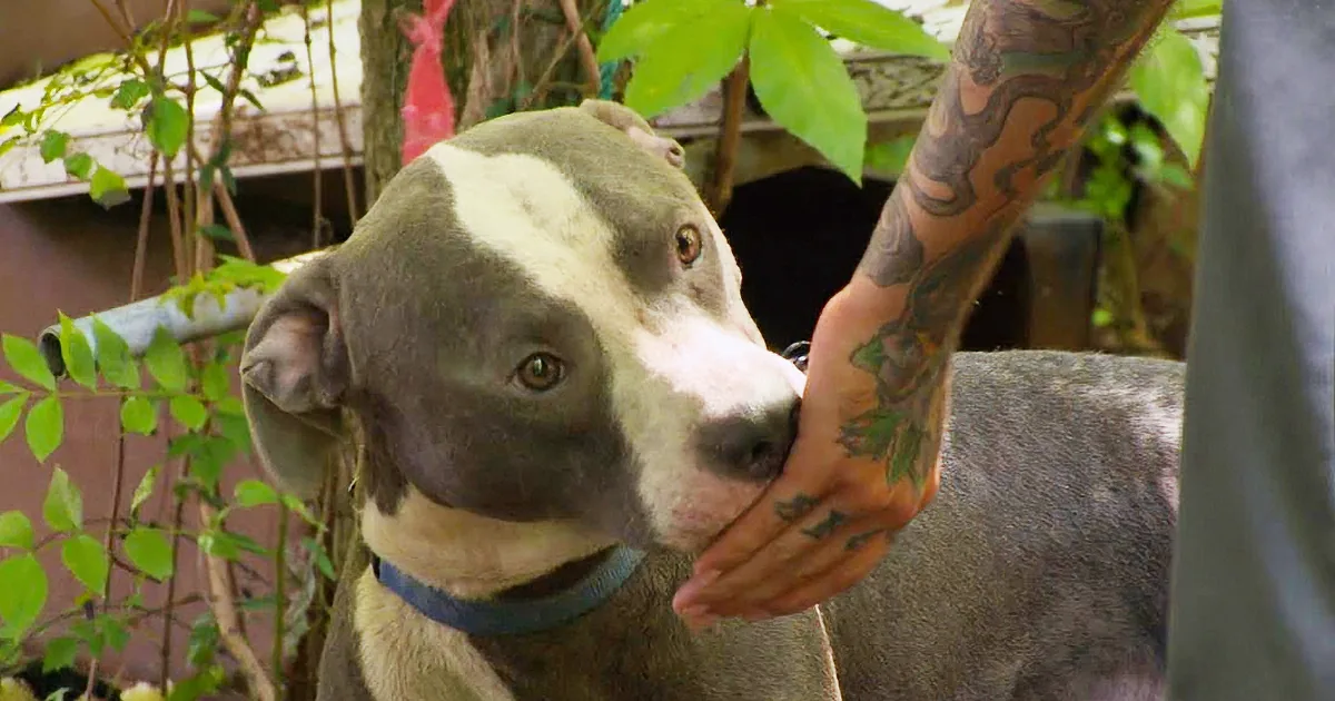 Pit Bulls and Parolees Aggressively Confronted During This Rescue