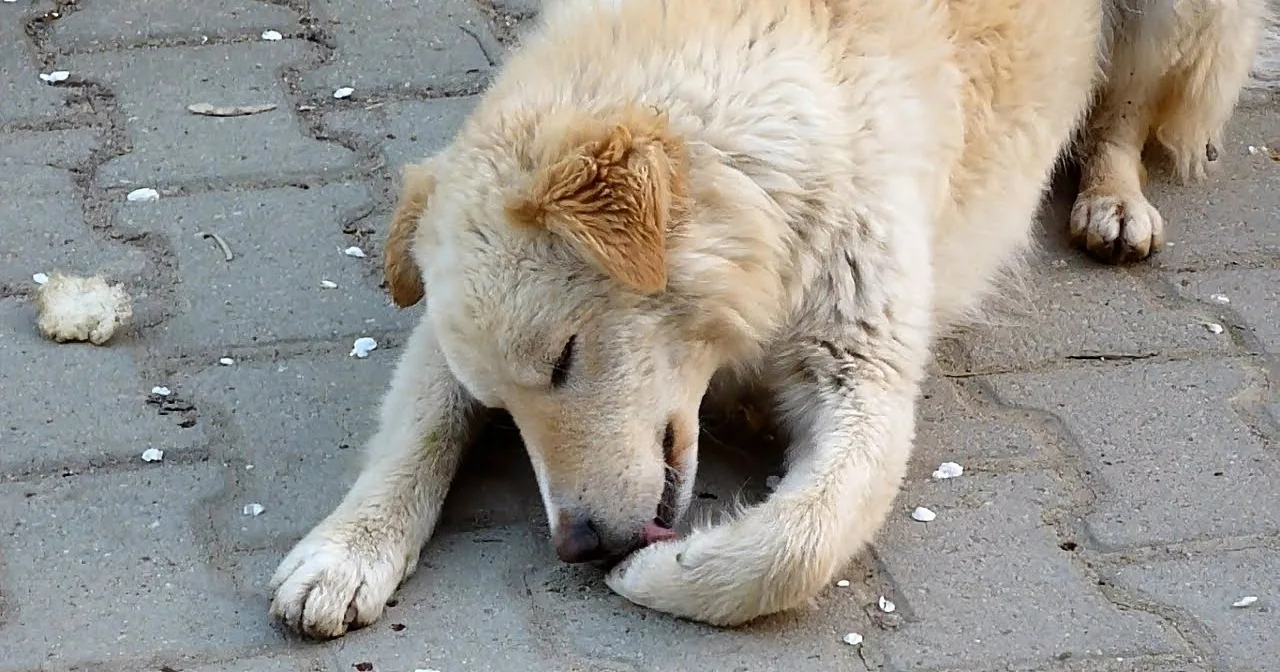 A light-colored dog is lying on a paved surface, appearing to rest or sleep with its head down.