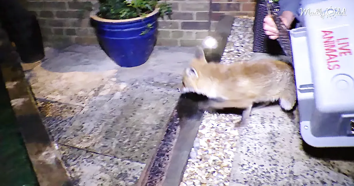 This Wily Creature Sneaks Into This Family''s House - Because He Wanted a Nap