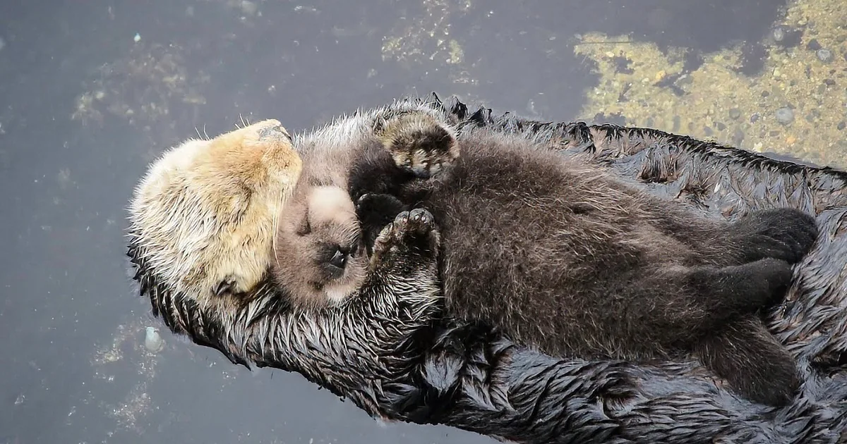 A sea otter floats on its back, holding a baby otter close, both appearing relaxed in the water.