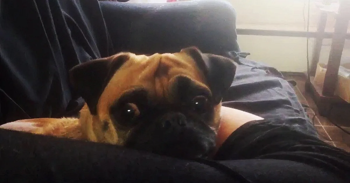 Mommy Wants to Wake Pug up From Nap. His Response to Her Calls Is Hilarious.
