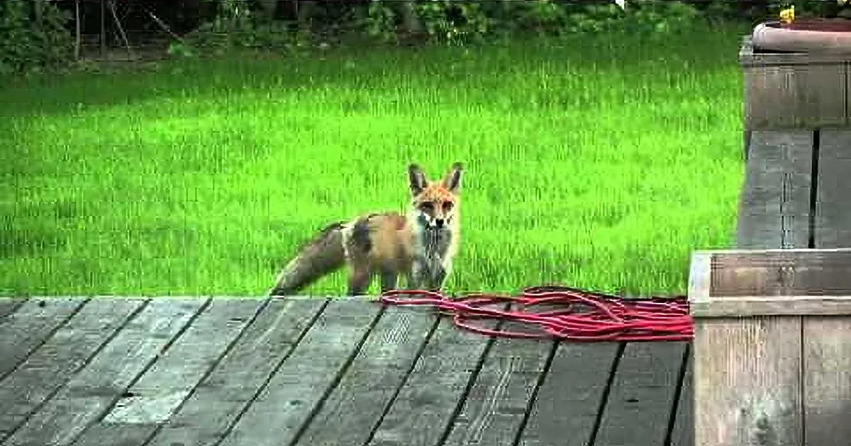 Fox and Dog Are Playing. Dog Gets Called Home and the Fox Makes This Incredible Sound.