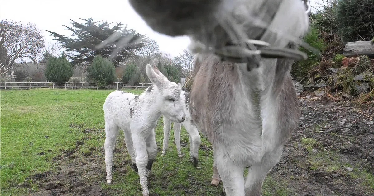 A donkey and its foal stand on grassy ground, with the foal looking up at the donkey.