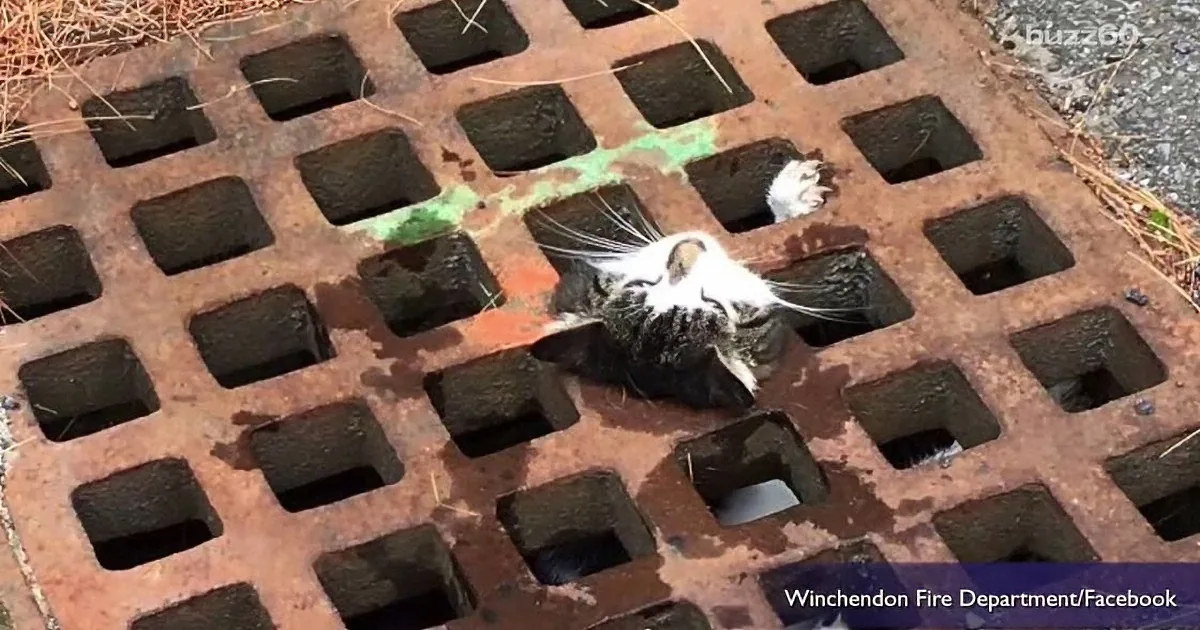 Cat Gets Herself in Near-Death Situation in Storm Drain. How Firefighters Free Her? Genius!