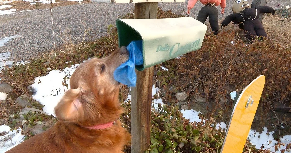 Man Takes Golden Retriever on Morning Walks. Wait Till You See What He Does With Papers!