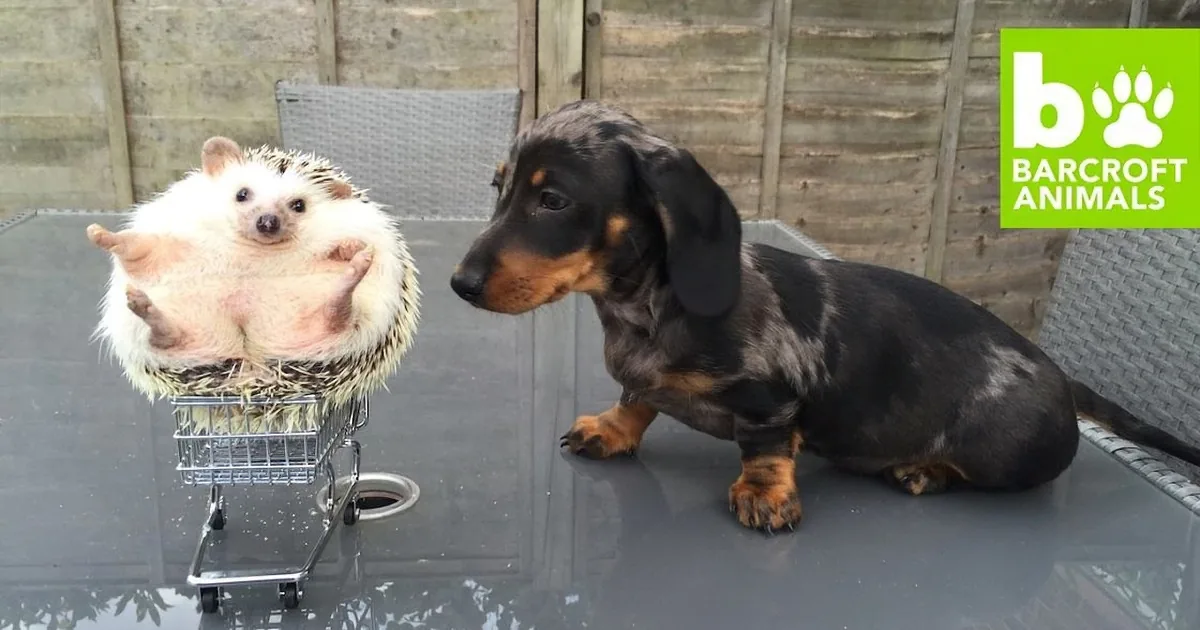 A dachshund puppy and a hedgehog are sitting on a glass table, facing each other.