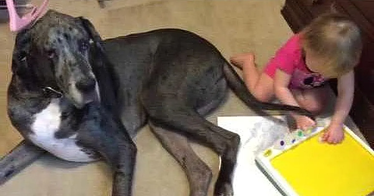A large greyhound dog lies on the floor, looking up, while a child sits nearby, engaged in an activity.