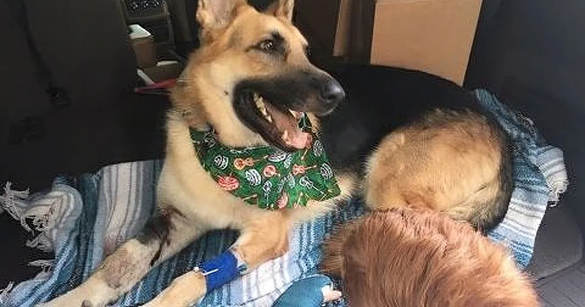 A German Shepherd dog wearing a green bandana and a blue cast on its leg is lying on a blanket in a car.