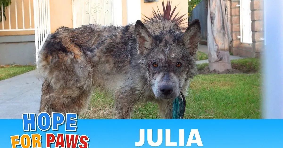 Rescuers Think They Are Bringing in a Wolf Hybrid. the Test Results Will Shock You.
