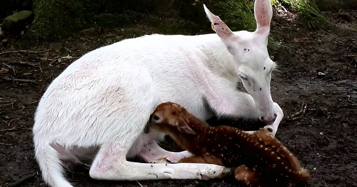 A white kangaroo is feeding on a dead fawn in a forest setting.