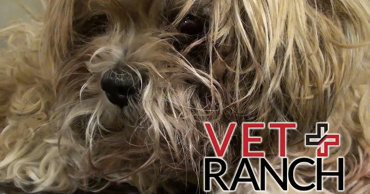 Injured Older Dog Was Left at the Vet Ranch. Her Transformation Is so Amazing.