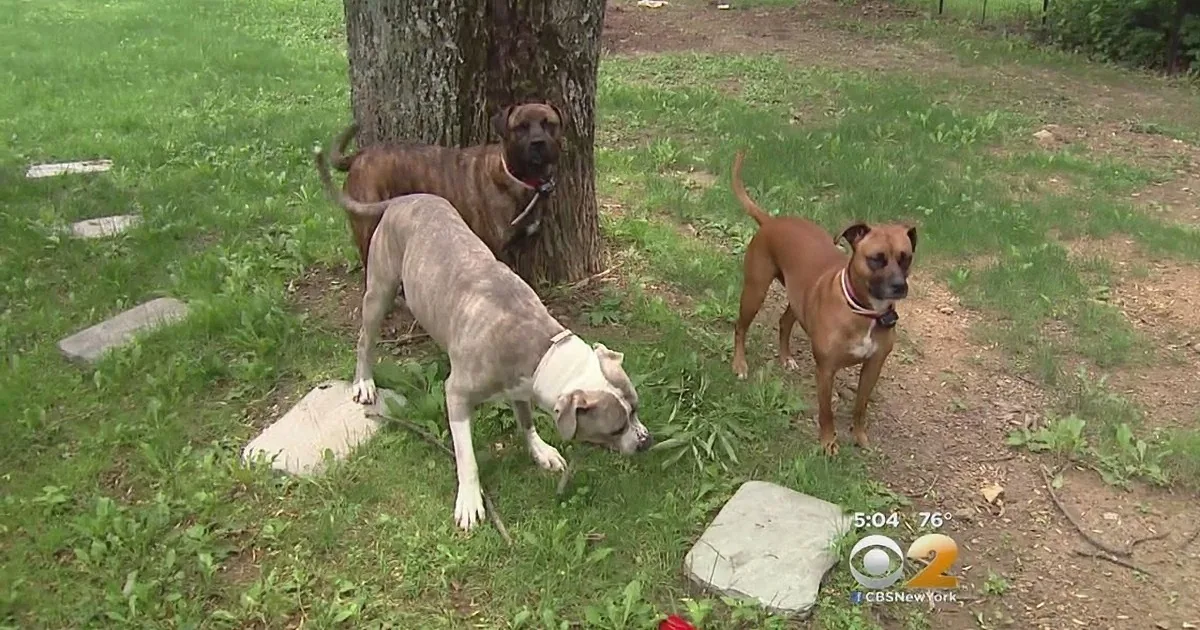 Three dogs in a grassy yard, one sniffing a tree, another looking at the camera, and a third in the background.