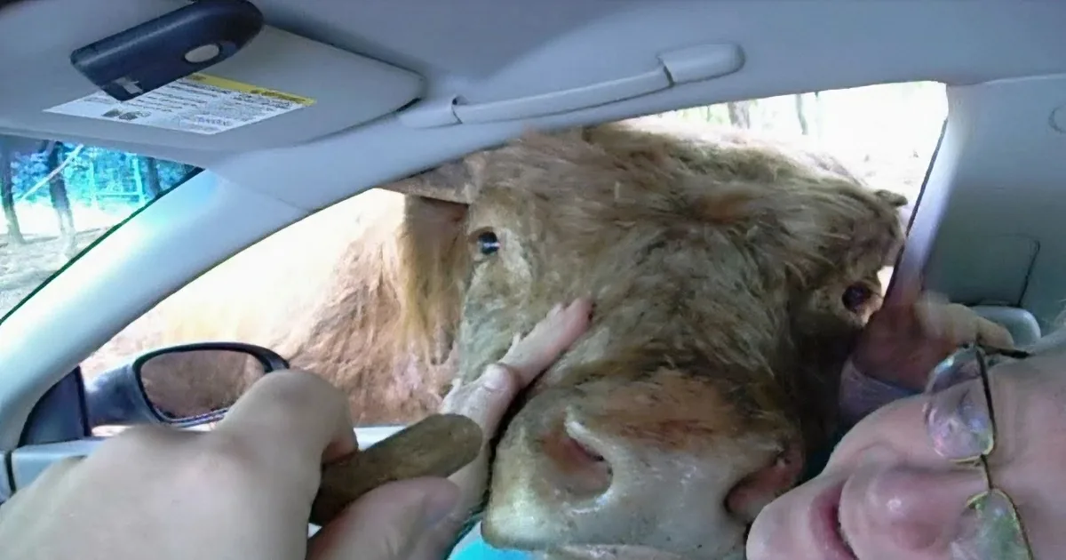 Cow Gets a Little Too Excited Sticking Her Head Through a Car Window to Get a Pickle