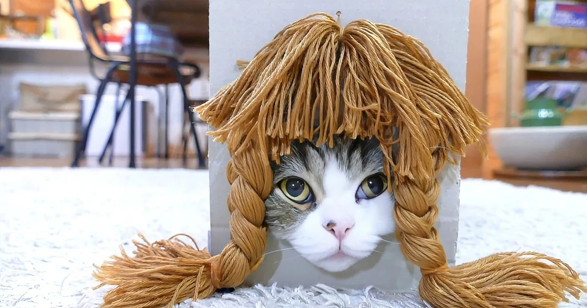 Maru the Cat Sticks His Head in Box. I Was Cracking up at What Was on the Outside.