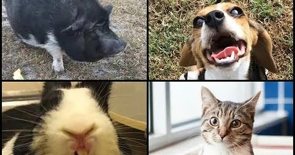 Peta Shows Us Before/After Pictures of Adopted Animals. the Transformations Are Stunning.