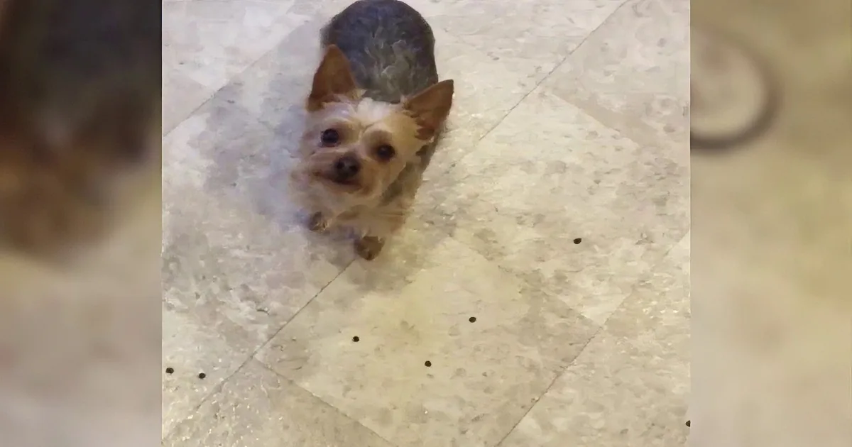 Mommy Calls Dog Over for Treat. What Happened Next Had Me Rolling on the Floor.