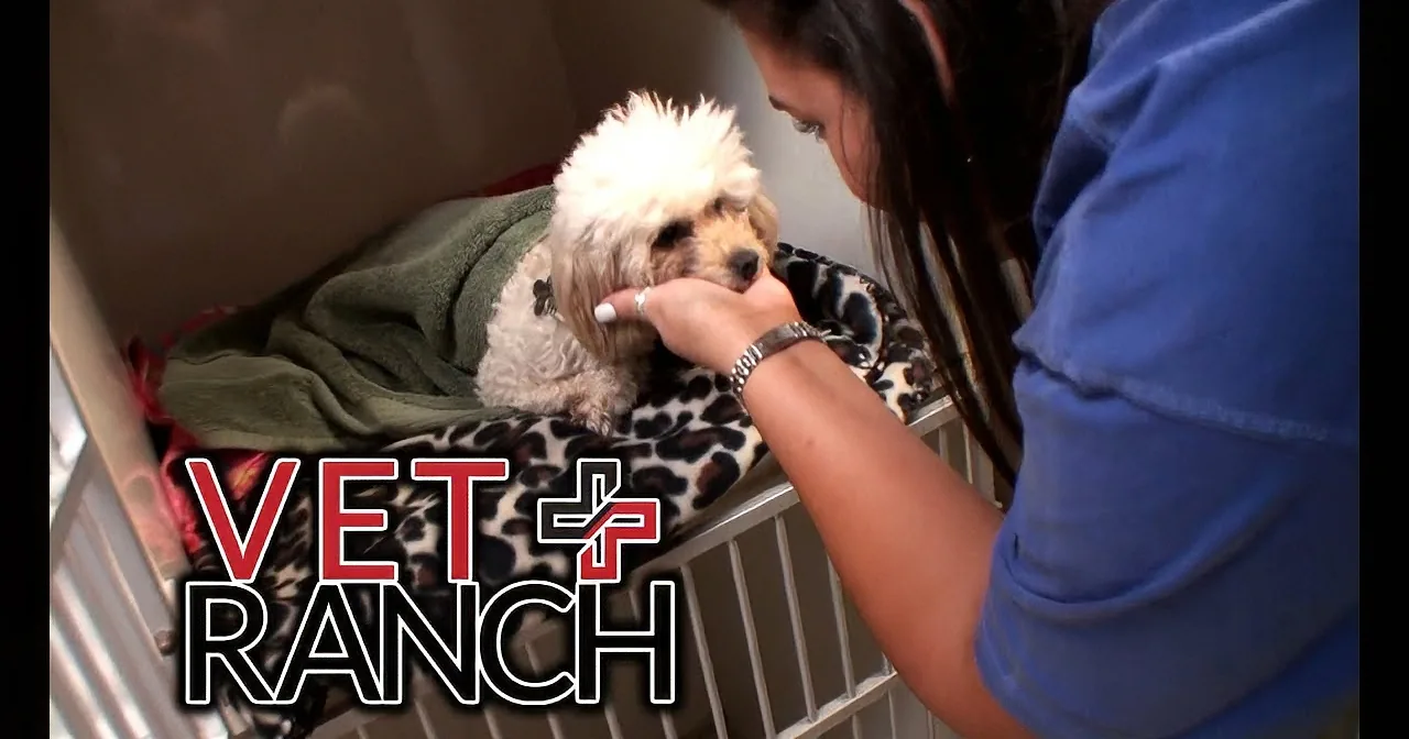 Veterinarian Puts Dog Under for Surgery. I Couldn''t Believe What Was in Her Stomach!