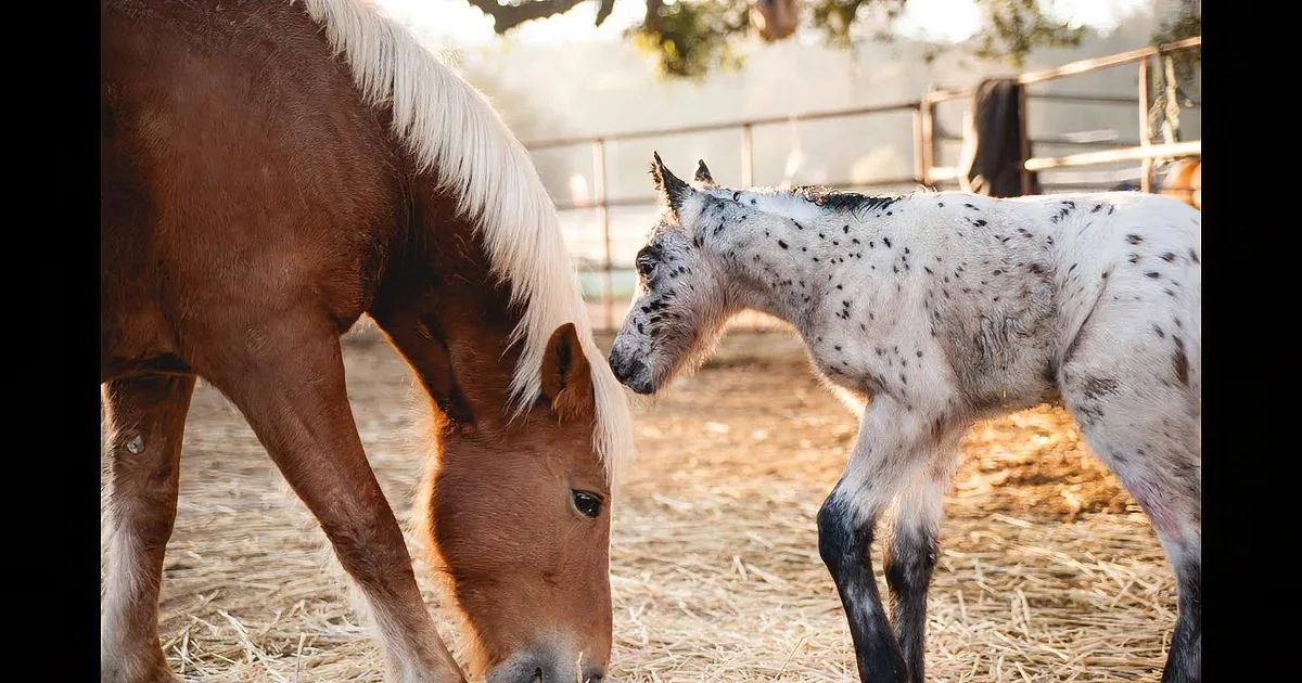 A brown horse and a white-spotted foal stand together on straw, with the foal nuzzling the horse's neck.
