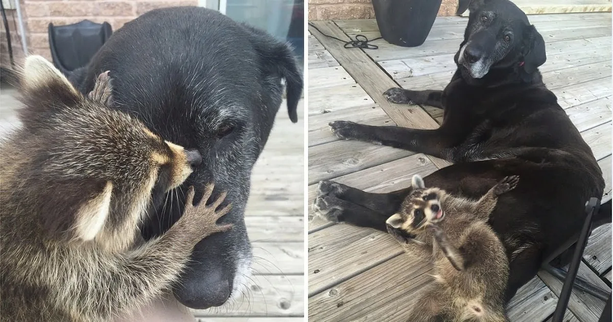 A Raccoon Jumps on a Dog''s Back. This Interaction Is Not What You Would Expect.